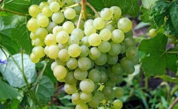 Sobremesa variedade de uva Aleshenkin adorada por jardineiros