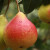 De beste zelfvruchtbare perenrassen: teeltkenmerken