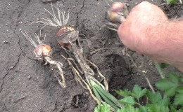 Comment faire pousser des oignons noirs: plantation et entretien en plein champ par étapes