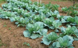 How to care for cabbage outdoors