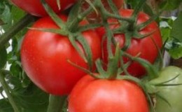 What are standard tomato varieties and which of them are considered the best among gardeners