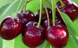 The sweetest cherry varieties for central Russia