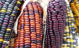 Colored corn - reality or photoshop: getting acquainted with amazing varieties and trying to grow it yourself