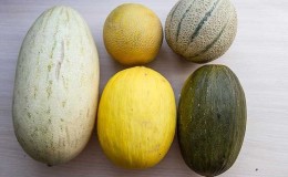 What are the types and varieties of melons