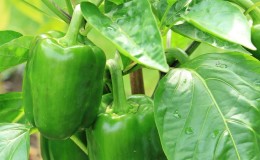 Por qué la pimienta no se pone roja en el invernadero: descubra el motivo y acelere la maduración