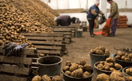 הניואנסים של אחסון תפוחי אדמה בחנות ירקות: כיצד ליצור תנאים אופטימליים לבציר