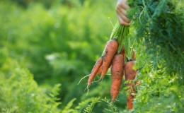 Como determinar quando armazenar cenouras da horta