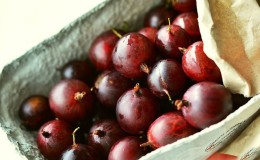 Varietà di uva spina frutti rossi senza nave Fridonia