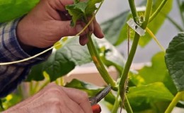 Bir serada salatalık oluşturmak neden gereklidir ve nasıl doğru şekilde üretilir?