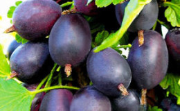 Varietà di uva spina medio-tardiva senza chiodi 