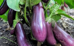 Gösterişsiz Robin Hood Patlıcan - Yeni Başlayan Çiftçiler İçin İdeal