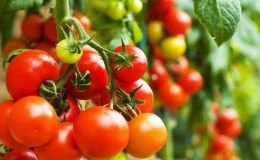 Hoe tomaten op de juiste manier te besproeien met kaliumpermanganaat