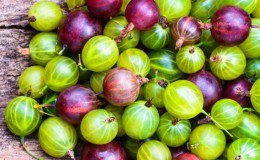Mga gamot na gamot at contraindications ng gooseberry berries at dahon