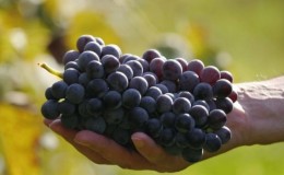 Visão geral da variedade de uva precoce Violet e características de seu cultivo