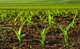 Hur man väljer rätt herbicid för majs och process: en översikt av de bästa produkterna