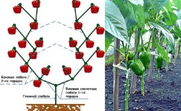 Cómo se realiza la formación de un arbusto de pimiento: instrucciones para principiantes y errores comunes