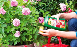 How and what to feed roses in July for lush bloom