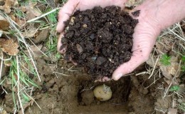 Priprema tla za sadnju krumpira: koja je kiselost zemlje potrebna