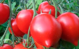 Παίρνουμε ρεκόρ συγκομιδής με την ντομάτα Hali Gali: αμυχές της ζωής των κηπουρών και βασικοί κανόνες για τη φροντίδα ενός υβριδίου