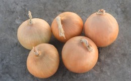 Cold-resistant onion variety Radar for planting before winter