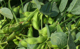 Photos and characteristics of soybean varieties