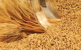 Anong uri ng halaman ang barley: paglalarawan at katangian