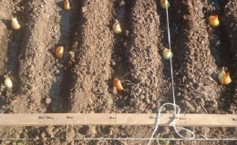 Hướng dẫn từng bước để trồng hẹ tây trước mùa đông