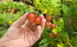 When gooseberries ripen and how to determine their maturity