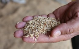 Pirinç kabuğu kullanımının bileşimi ve özellikleri