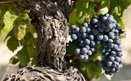 Variedade de uva de alto rendimento, amante do calor, Garnacha (Grenache)