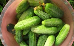 The best Dutch cucumber varieties for greenhouses and open ground