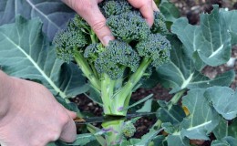 Thu hoạch khi nào và cách bảo quản bông cải xanh