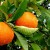 What is an orange tree and how does it bloom