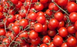 We grow tiny tomatoes in the garden and at home - the 