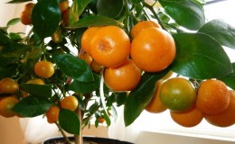 Mga panuntunan para sa paglaki ng isang tangerine mula sa isang buto sa bahay
