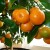 Règles pour faire pousser une mandarine à partir d'un os à la maison