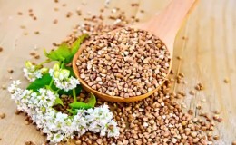 I benefici e i rischi del grano saraceno per la salute umana