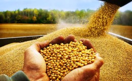 How to grow soybeans in the Moscow region