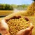 How to grow soybeans in the Moscow region