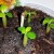 Cách trồng đậu tại nhà: hướng dẫn từng bước