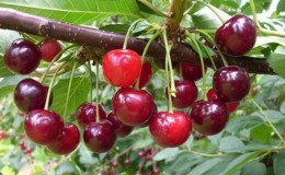 High-yielding unpretentious cherry variety 