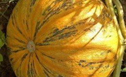 Por que Almond Gourd é bom e como cultivá-lo