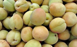 How to ripen green peaches at home