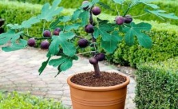 Proste sposoby rozmnażania fig przez sadzonki w domu
