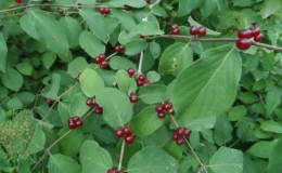 What does inedible honeysuckle look like and how to distinguish it from edible