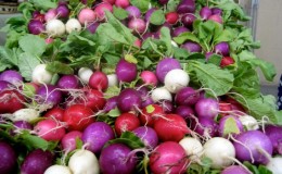 Revisão das melhores variedades de rabanete para terreno aberto e estufas