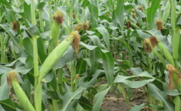 What is feed corn, how to distinguish it from food and where to use it