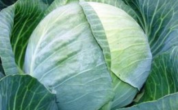Late ripe cabbage hybrid Kolobok f1 for winter storage