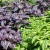 Planting, cultivation, outdoor care and propagation of basil