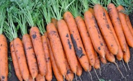 Examen et description des variétés de carottes précoces